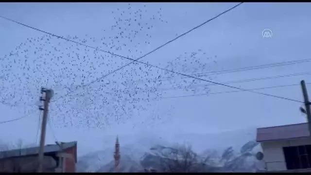 Bingöl'de sığırcıkların gökyüzündeki dansı güzel görüntüler oluşturdu Bingöl'de sığırcıkların gökyüzündeki dansı güzel görüntüler oluşturdu