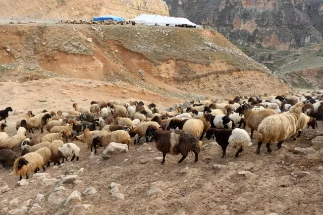 Siirt'te büyük ve küçükbaş hayvanlar için küpeleme başladı Siirt'te büyük ve küçükbaş hayvanlar için küpeleme başladı