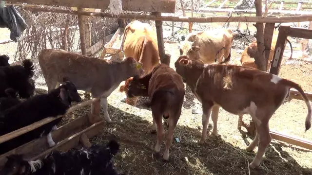 Siirt'te büyük ve küçükbaş hayvanlar için küpeleme başladı Siirt'te büyük ve küçükbaş hayvanlar için küpeleme başladı