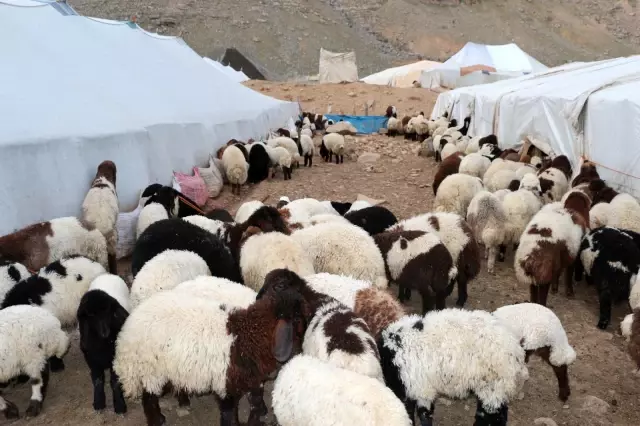 Siirt'te büyük ve küçükbaş hayvanlar için küpeleme başladı Siirt'te büyük ve küçükbaş hayvanlar için küpeleme başladı
