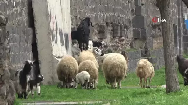 Tarihi sur dipleri hayvanların otlama yeri oldu Tarihi sur dipleri hayvanların otlama yeri oldu