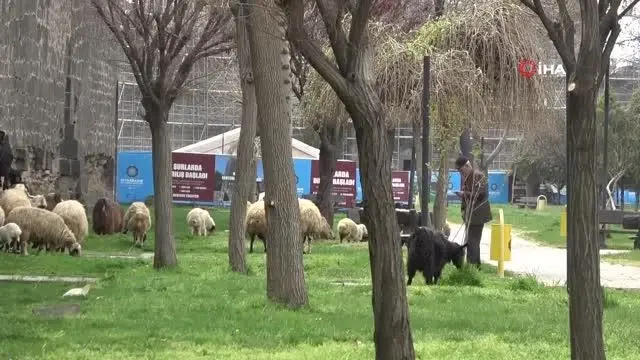 Tarihi sur dipleri hayvanların otlama yeri oldu Tarihi sur dipleri hayvanların otlama yeri oldu