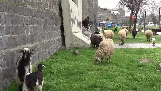 Tarihi sur dipleri hayvanların otlama yeri oldu Tarihi sur dipleri hayvanların otlama yeri oldu