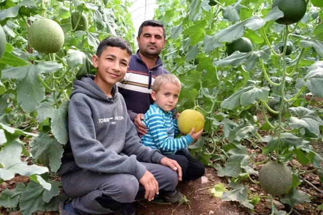 Ocak ayında ekilen kavunların hasadı başladı Ocak ayında ekilen kavunların hasadı başladı