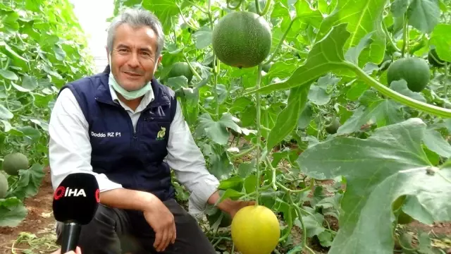Ocak ayında ekilen kavunların hasadı başladı Ocak ayında ekilen kavunların hasadı başladı