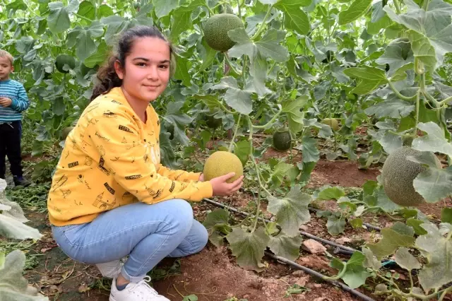 Ocak ayında ekilen kavunların hasadı başladı Ocak ayında ekilen kavunların hasadı başladı