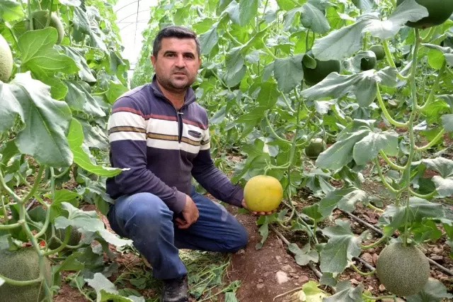 Ocak ayında ekilen kavunların hasadı başladı Ocak ayında ekilen kavunların hasadı başladı