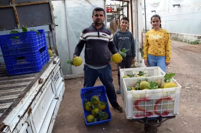 Ocak ayında ekilen kavunların hasadı başladı Ocak ayında ekilen kavunların hasadı başladı
