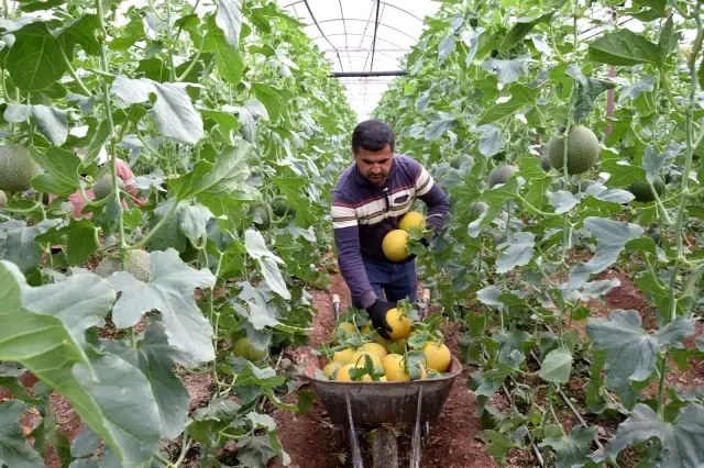 Ocak ayında ekilen kavunların hasadı başladı Ocak ayında ekilen kavunların hasadı başladı