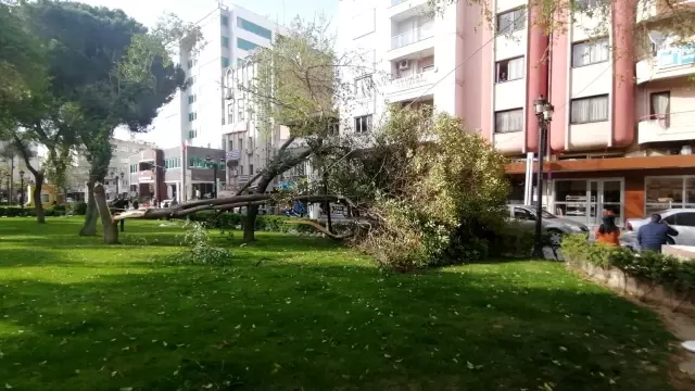Turgutlu'da fırtına ağaçları devirdi Turgutlu'da fırtına ağaçları devirdi