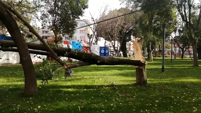 Turgutlu'da fırtına ağaçları devirdi Turgutlu'da fırtına ağaçları devirdi