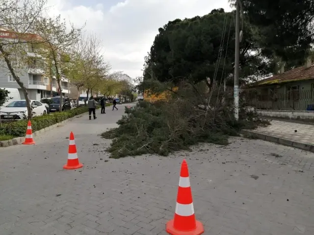 Turgutlu'da fırtına ağaçları devirdi Turgutlu'da fırtına ağaçları devirdi