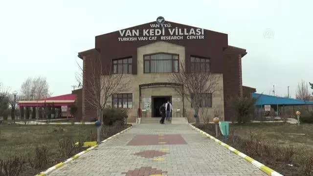 Van kedileri 2021'in ilk yavrularını dünyaya getirdi Van kedileri 2021'in ilk yavrularını dünyaya getirdi