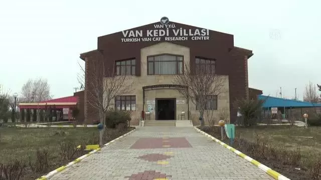 Van kedileri 2021'in ilk yavrularını dünyaya getirdi Van kedileri 2021'in ilk yavrularını dünyaya getirdi