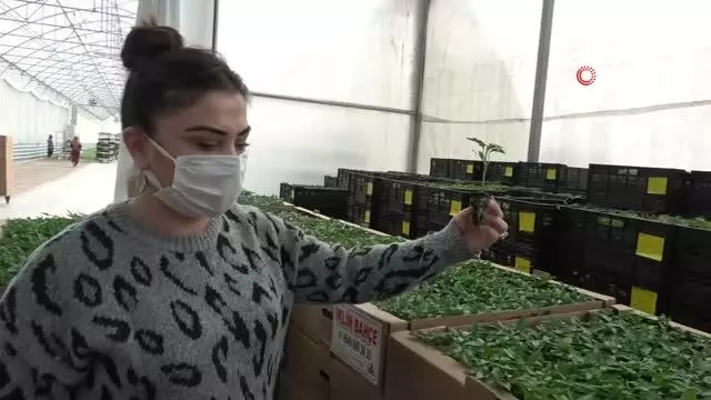 Son Dakika | 330 bin 'Hayriye Biberi' fidesi çiftçilere dağıtıldı Son Dakika | 330 bin 'Hayriye Biberi' fidesi çiftçilere dağıtıldı