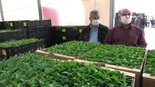 Son Dakika | 330 bin 'Hayriye Biberi' fidesi çiftçilere dağıtıldı Son Dakika | 330 bin 'Hayriye Biberi' fidesi çiftçilere dağıtıldı