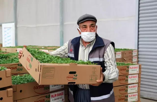 330 bin 'Hayriye Biberi' fidesi çiftçilere dağıtıldı 330 bin 'Hayriye Biberi' fidesi çiftçilere dağıtıldı