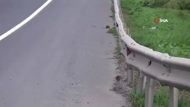 Aç kalan fareler Tekirdağ-İstanbul çevre yolunu bastı Aç kalan fareler Tekirdağ-İstanbul çevre yolunu bastı