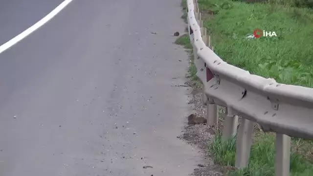 Aç kalan fareler Tekirdağ-İstanbul çevre yolunu bastı Aç kalan fareler Tekirdağ-İstanbul çevre yolunu bastı