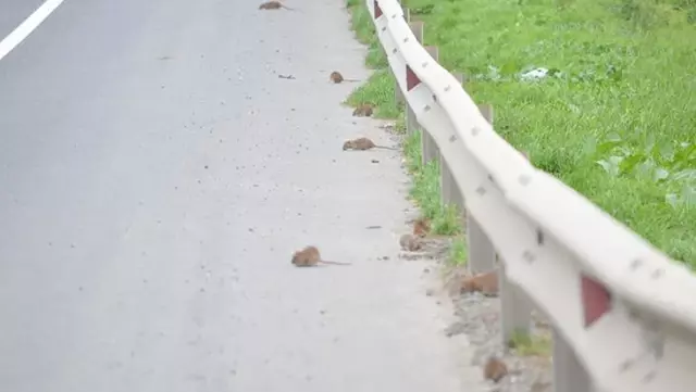 Aç kalan fareler yolu bastı Aç kalan fareler yolu bastı