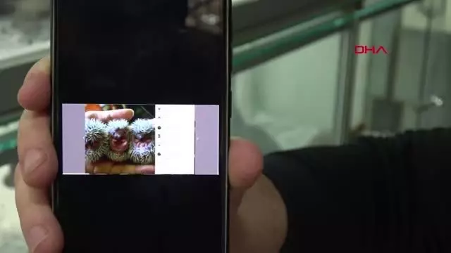ADANA İNTERNETTEN HAYVAN SATIŞI TEPKİSİ TARANTULA, BAYKUŞ, ALBİNO KİRPİ, YILAN NE ARARSAN VAR ADANA İNTERNETTEN HAYVAN SATIŞI TEPKİSİ TARANTULA, BAYKUŞ, ALBİNO KİRPİ, YILAN NE ARARSAN VAR