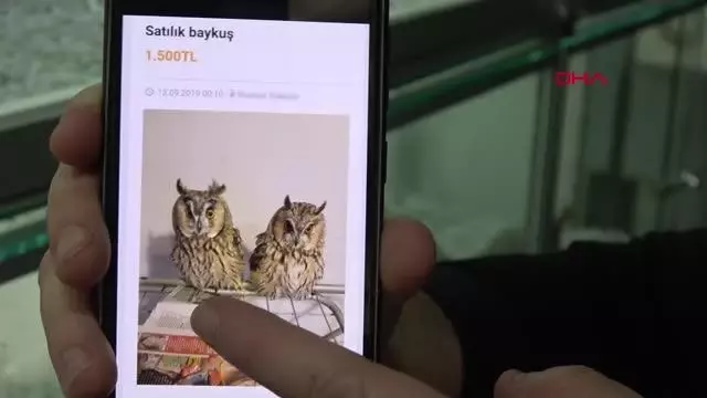 ADANA İNTERNETTEN HAYVAN SATIŞI TEPKİSİ TARANTULA, BAYKUŞ, ALBİNO KİRPİ, YILAN NE ARARSAN VAR ADANA İNTERNETTEN HAYVAN SATIŞI TEPKİSİ TARANTULA, BAYKUŞ, ALBİNO KİRPİ, YILAN NE ARARSAN VAR