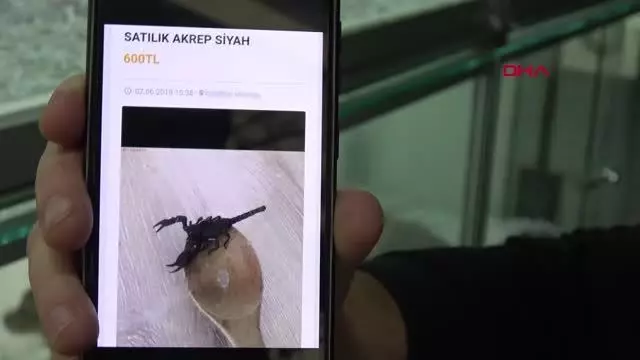 ADANA İNTERNETTEN HAYVAN SATIŞI TEPKİSİ TARANTULA, BAYKUŞ, ALBİNO KİRPİ, YILAN NE ARARSAN VAR ADANA İNTERNETTEN HAYVAN SATIŞI TEPKİSİ TARANTULA, BAYKUŞ, ALBİNO KİRPİ, YILAN NE ARARSAN VAR