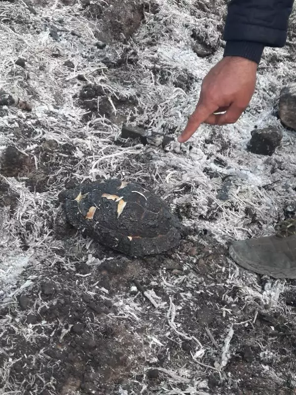 ORMAN KURTULDU, KAPLUMBAĞA YANDI ORMAN KURTULDU, KAPLUMBAĞA YANDI