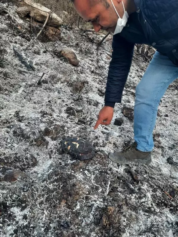 ORMAN KURTULDU, KAPLUMBAĞA YANDI ORMAN KURTULDU, KAPLUMBAĞA YANDI