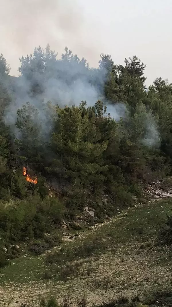 ORMAN KURTULDU, KAPLUMBAĞA YANDI ORMAN KURTULDU, KAPLUMBAĞA YANDI