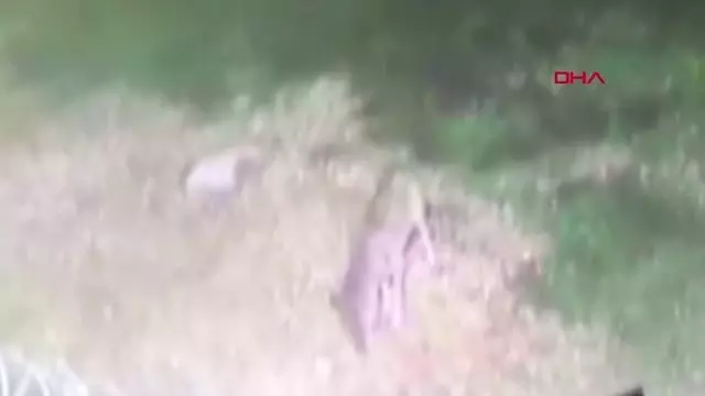 Demre'de 3 kurt görüntülendi Demre'de 3 kurt görüntülendi