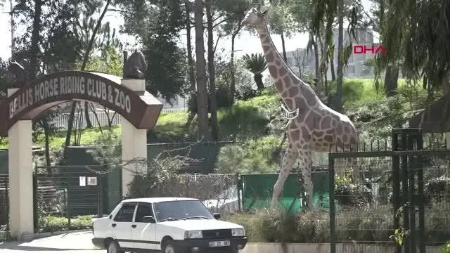 ANTALYA KAFESİNDEN KAÇAN MAYMUN, OTEL PERSONELİNİN YÜZÜNE SALDIRDI ANTALYA KAFESİNDEN KAÇAN MAYMUN, OTEL PERSONELİNİN YÜZÜNE SALDIRDI