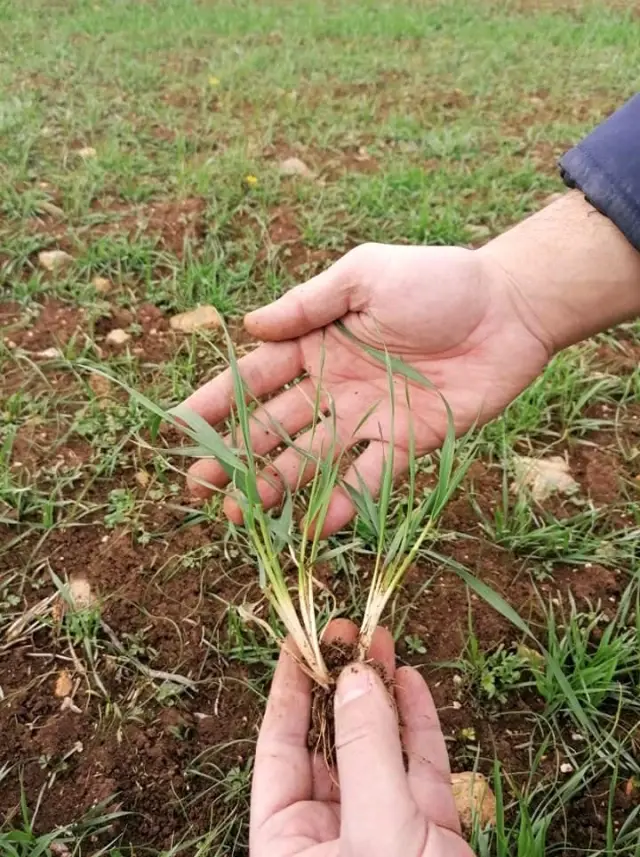 Aslanapa'da 'Tekfen 2064 Elit 1' çeşidi buğday kontrolleri yapıldı Aslanapa'da 'Tekfen 2064 Elit 1' çeşidi buğday kontrolleri yapıldı
