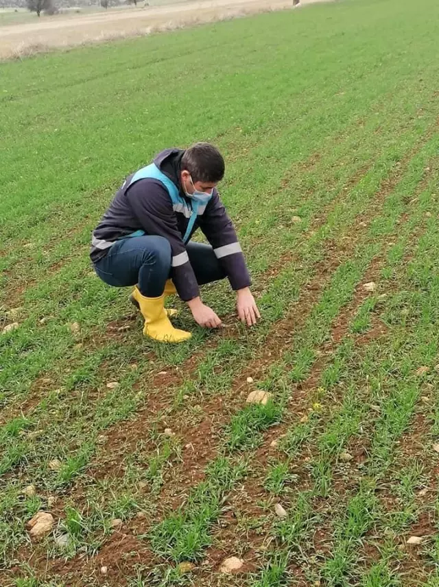 Aslanapa'da 'Tekfen 2064 Elit 1' çeşidi buğday kontrolleri yapıldı Aslanapa'da 'Tekfen 2064 Elit 1' çeşidi buğday kontrolleri yapıldı
