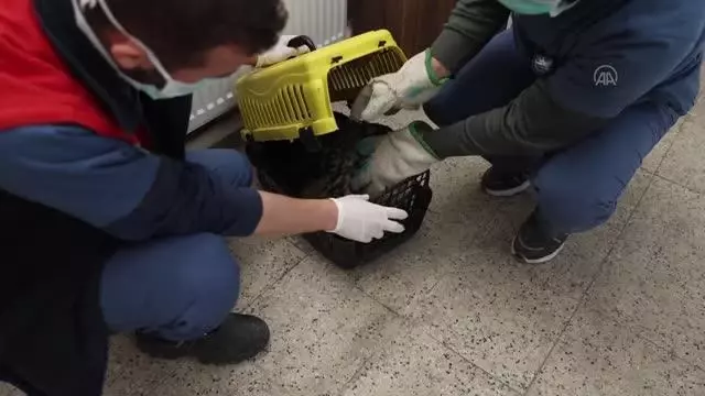 Avcıların vurduğu, uçma yetisini kaybeden puhu kuşuna özel bakım Avcıların vurduğu, uçma yetisini kaybeden puhu kuşuna özel bakım