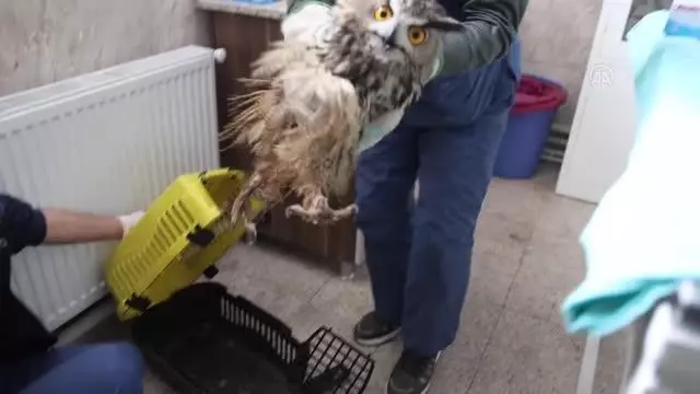 Avcıların vurduğu, uçma yetisini kaybeden puhu kuşuna özel bakım Avcıların vurduğu, uçma yetisini kaybeden puhu kuşuna özel bakım