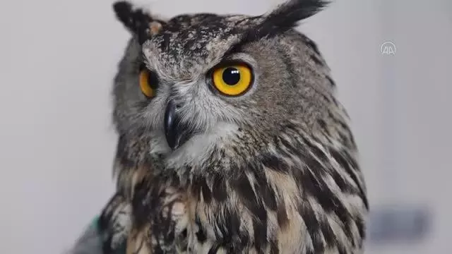 Avcıların vurduğu, uçma yetisini kaybeden puhu kuşuna özel bakım Avcıların vurduğu, uçma yetisini kaybeden puhu kuşuna özel bakım