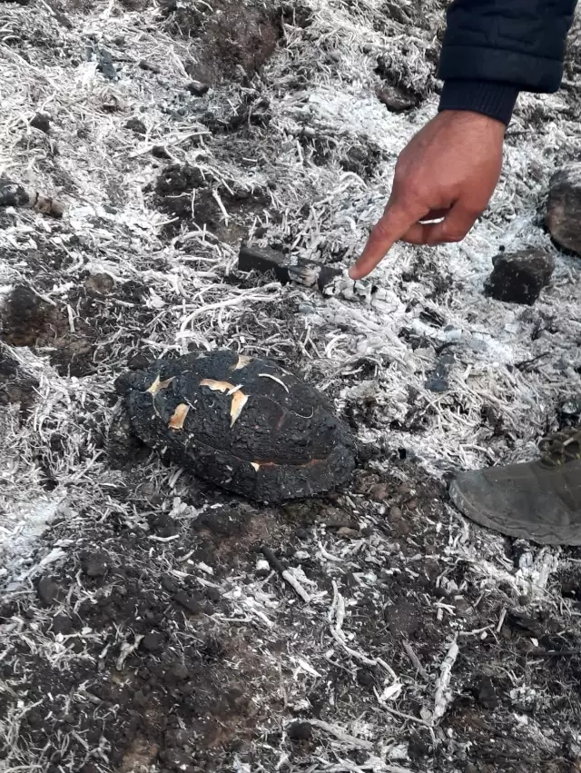 Bahçe temizliği sonrası yakılan ateş hem ormanı hem kaplumbağayı yaktı Bahçe temizliği sonrası yakılan ateş hem ormanı hem kaplumbağayı yaktı