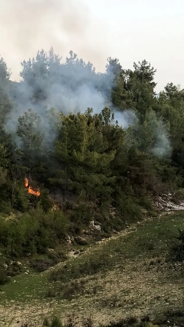Bahçe temizliği sonrası yakılan ateş hem ormanı hem kaplumbağayı yaktı Bahçe temizliği sonrası yakılan ateş hem ormanı hem kaplumbağayı yaktı