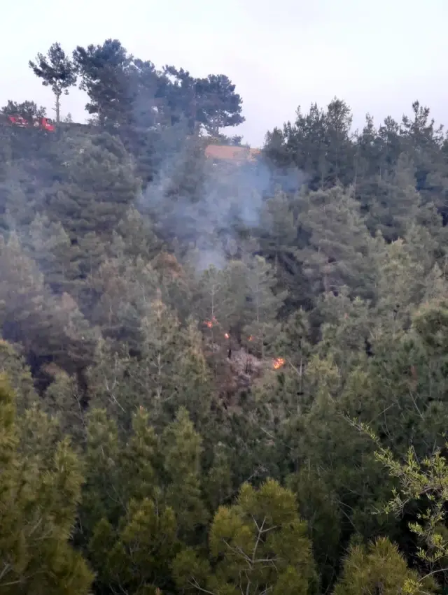 Bahçe temizliği sonrası yakılan ateş hem ormanı hem kaplumbağayı yaktı Bahçe temizliği sonrası yakılan ateş hem ormanı hem kaplumbağayı yaktı