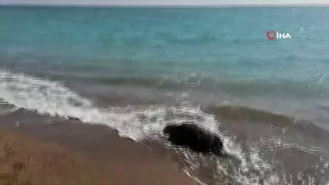 Balıkçı ağlarına takılan caretta caretta ölü olarak sahile vurdu Balıkçı ağlarına takılan caretta caretta ölü olarak sahile vurdu