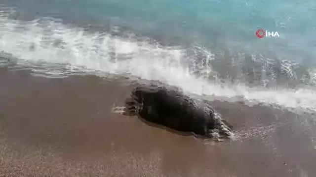 Balıkçı ağlarına takılan caretta caretta ölü olarak sahile vurdu Balıkçı ağlarına takılan caretta caretta ölü olarak sahile vurdu