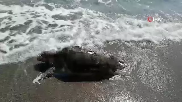 Balıkçı ağlarına takılan caretta caretta ölü olarak sahile vurdu Balıkçı ağlarına takılan caretta caretta ölü olarak sahile vurdu