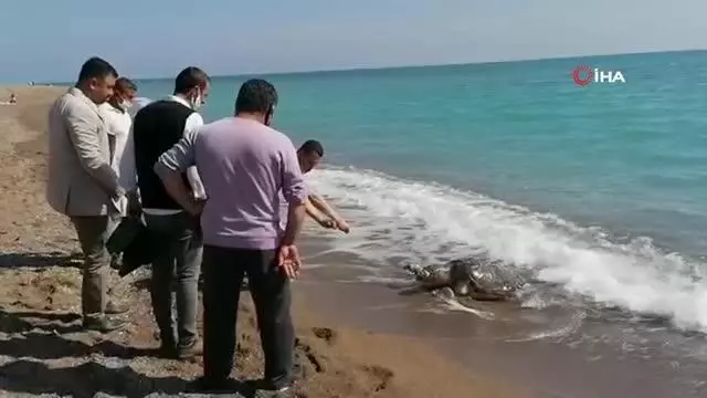 Balıkçı ağlarına takılan caretta caretta ölü olarak sahile vurdu Balıkçı ağlarına takılan caretta caretta ölü olarak sahile vurdu