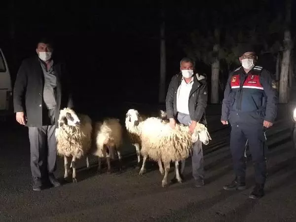 Son dakika haberi! ÇALDIKLARI KOYUNLARI AYNI GÜN SATMIŞLAR Son dakika haberi! ÇALDIKLARI KOYUNLARI AYNI GÜN SATMIŞLAR