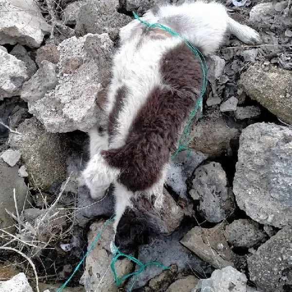 Çaldıran'da vahşice öldürülen köpekler gömüldü, inceleme sürüyor Çaldıran'da vahşice öldürülen köpekler gömüldü, inceleme sürüyor