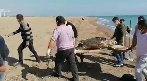 Caretta caretta ölüsü kıyıya vurdu Caretta caretta ölüsü kıyıya vurdu