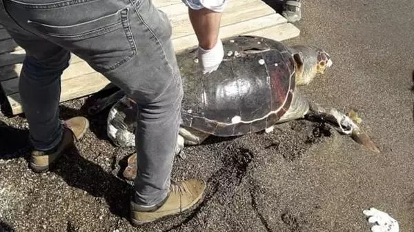 Caretta caretta ölüsü kıyıya vurdu Caretta caretta ölüsü kıyıya vurdu