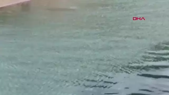 Demre'de, Akdeniz foku görüntülendi Demre'de, Akdeniz foku görüntülendi