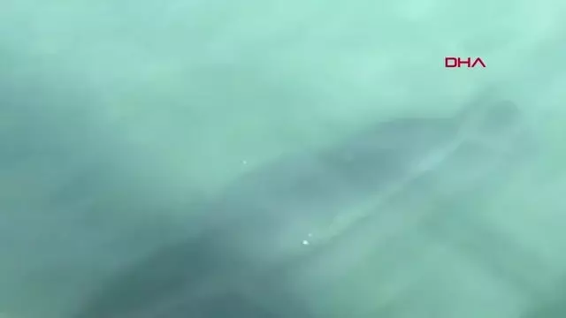 Demre'de, Akdeniz foku görüntülendi Demre'de, Akdeniz foku görüntülendi